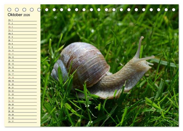 Produktbild: Schnecken. Witzige Schleimer (Tischkalender 2026 DIN A5 quer), CALVENDO Monatskalender