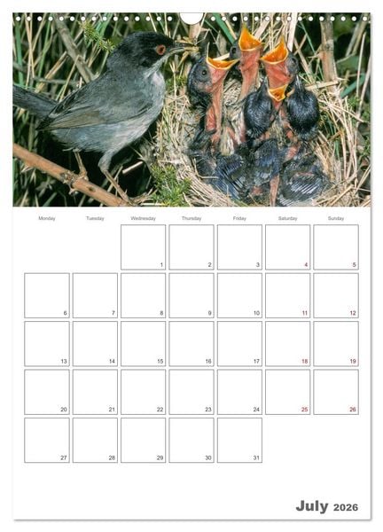 Produktbild: At the dawn of life the secret life of passerines (Wall Calendar 2026 DIN A3 portrait), CALVENDO 12 Month Wall Calendar