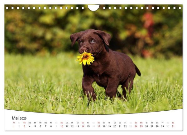 Produktbild: Welpen - Puppies (Wandkalender 2026 DIN A4 quer), CALVENDO Monatskalender