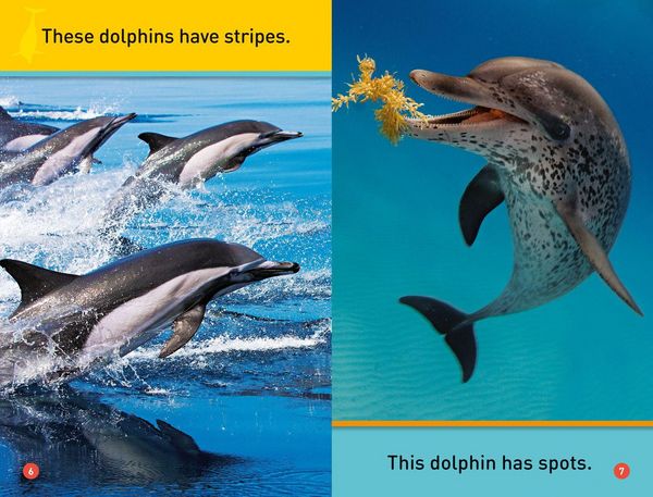 Produktbild: Dive, Dolphin!