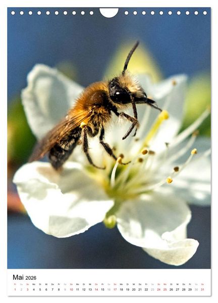 Produktbild: BIENEN - Kleine N&uuml;tzlinge ganz nah (Wandkalender 2026 DIN A4 hoch), CALVENDO Monatskalender