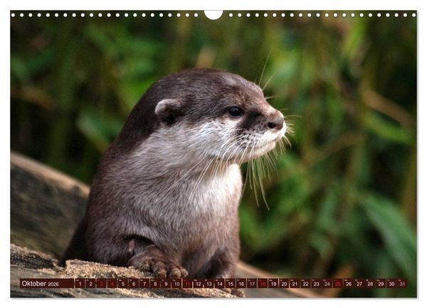 Produktbild: Otter. Frech, laut und clever (Wandkalender 2026 DIN A3 quer), CALVENDO Monatskalender