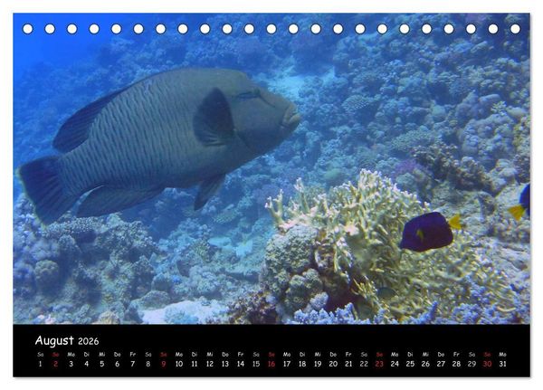 Produktbild: Rotes Meer - Unterwasserimpressionen (Tischkalender 2026 DIN A5 quer), CALVENDO Monatskalender