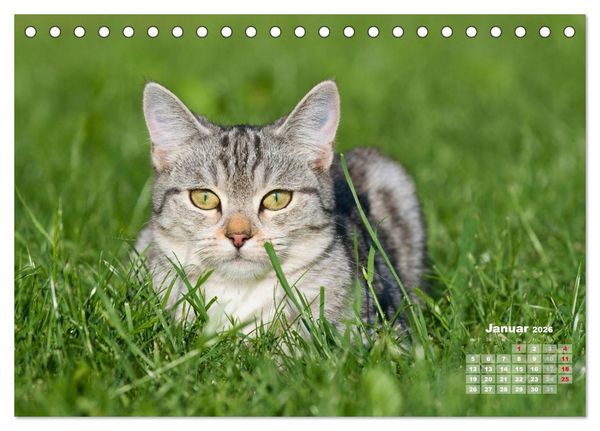 Produktbild: Katzen im Gr&uuml;nen (Tischkalender 2026 DIN A5 quer), CALVENDO Monatskalender