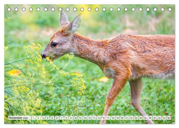 Produktbild: Rehe - Sanfte Waldbewohner (Tischkalender 2026 DIN A5 quer), CALVENDO Monatskalender