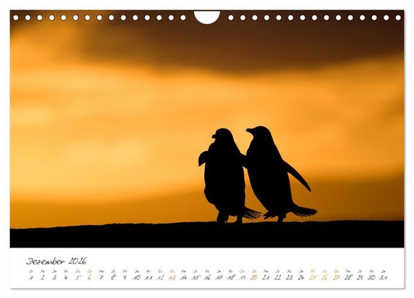 Produktbild: Tierisches von den Falklandinseln (Wandkalender 2026 DIN A4 quer), CALVENDO Monatskalender