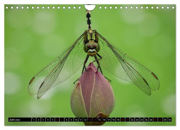 Produktbild: Singapurs Tierwelt (Wandkalender 2026 DIN A4 quer), CALVENDO Monatskalender