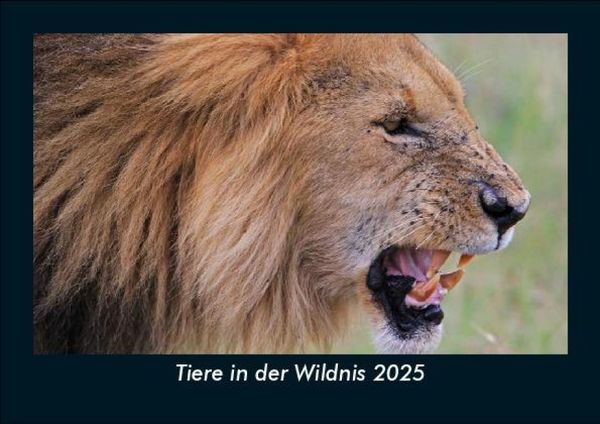 Produktbild: Tiere in der Wildnis 2025 Fotokalender DIN A5