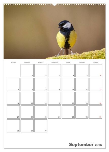 Produktbild: V&ouml;gel im heimischen Garten (hochwertiger Premium Wandkalender 2026 DIN A2 hoch), Kunstdruck in Hochglanz