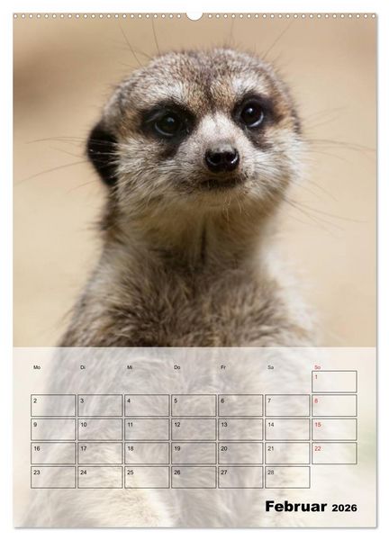 Produktbild: Erdm&auml;nnchen - Afrikas liebenswerte Zwerge (Wandkalender 2026 DIN A2 hoch), CALVENDO Monatskalender