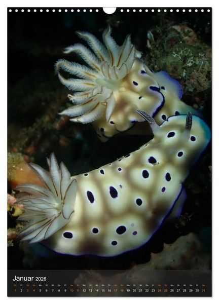 Produktbild: Nudibranches Meeresnacktschnecken aus Nord-Sulawesi (Wandkalender 2026 DIN A3 hoch), CALVENDO Monatskalender