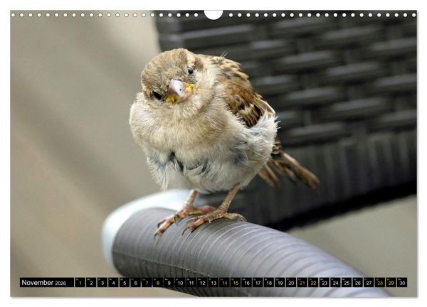 Produktbild: V&ouml;gel im Fokus - Ausdrucksstarke Vielfalt in der Vogelwelt (Wandkalender 2026 DIN A3 quer), CALVENDO Monatskalender