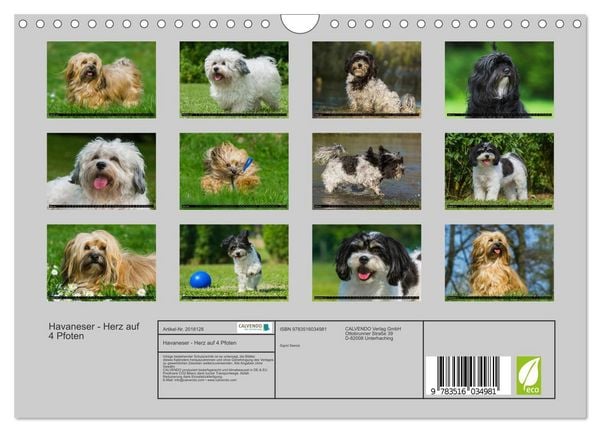 Produktbild: Havaneser - Herz auf 4 Pfoten (Wandkalender 2026 DIN A4 quer), CALVENDO Monatskalender