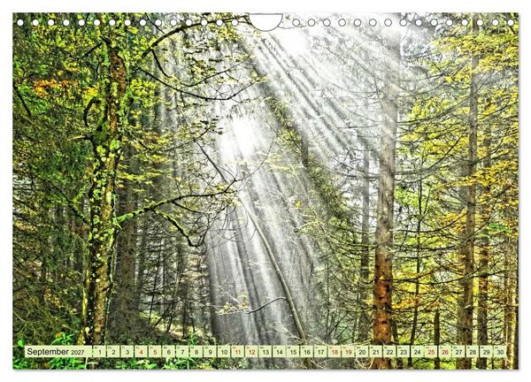 Produktbild: Verwunschene Waldtr&auml;ume: Ein Kalender voller Magie (Wandkalender 2027 DIN A4 quer), CALVENDO Monatskalender