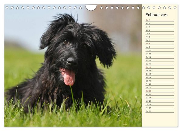 Produktbild: Altdeutsche H&uuml;tehunde - Fast vergessen (Wandkalender 2026 DIN A4 quer), CALVENDO Monatskalender