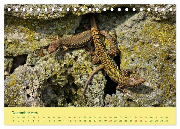 Produktbild: Flinke Eidechsen (Tischkalender 2026 DIN A5 quer), CALVENDO Monatskalender