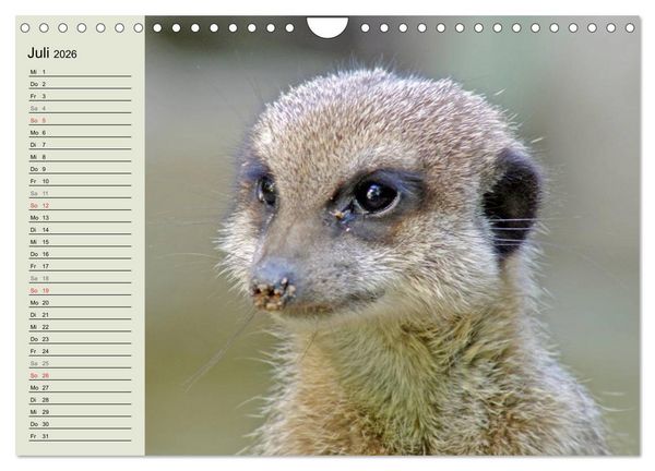 Produktbild: Erdm&auml;nnchen (Wandkalender 2026 DIN A4 quer), CALVENDO Monatskalender