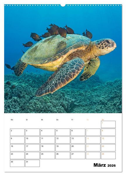 Produktbild: Wunderbare Wasserwelt der Meeresschildkr&ouml;ten (Wandkalender 2026 DIN A2 hoch), CALVENDO Monatskalender
