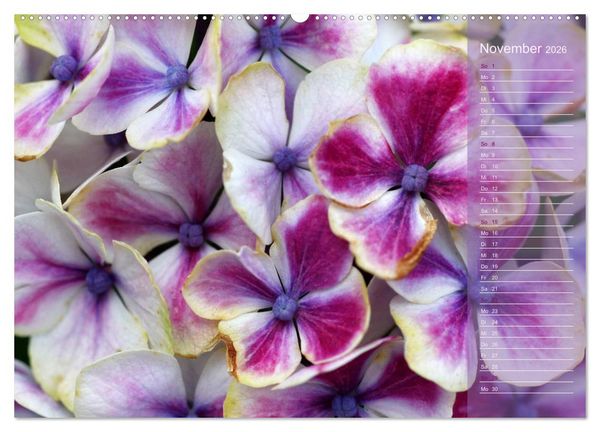 Produktbild: Hortensien / Geburtstagskalender (hochwertiger Premium Wandkalender 2026 DIN A2 quer), Kunstdruck in Hochglanz