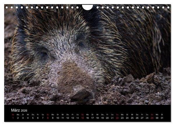 Produktbild: Wilde Wutzen. Das heimische Wildschwein (Wandkalender 2026 DIN A4 quer), CALVENDO Monatskalender