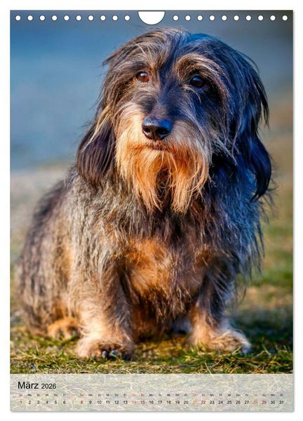 Produktbild: Hunde - treu und ehrlich (Wandkalender 2026 DIN A4 hoch), CALVENDO Monatskalender