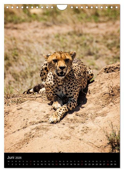 Produktbild: Wildes Afrika (Wandkalender 2026 DIN A4 hoch), CALVENDO Monatskalender