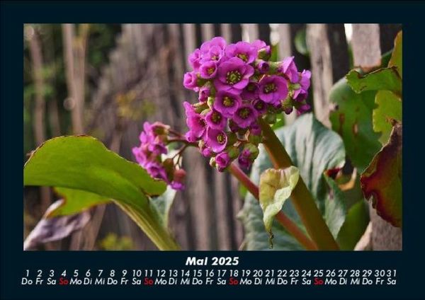 Produktbild: Blumentr&auml;ume 2025 Fotokalender DIN A5