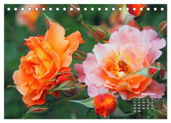 Produktbild: Rosen, die K&ouml;nigin der Blumen (Tischkalender 2026 DIN A5 quer), CALVENDO Monatskalender