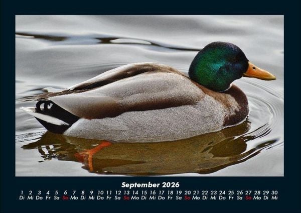 Produktbild: Enten 2026 Fotokalender DIN A4