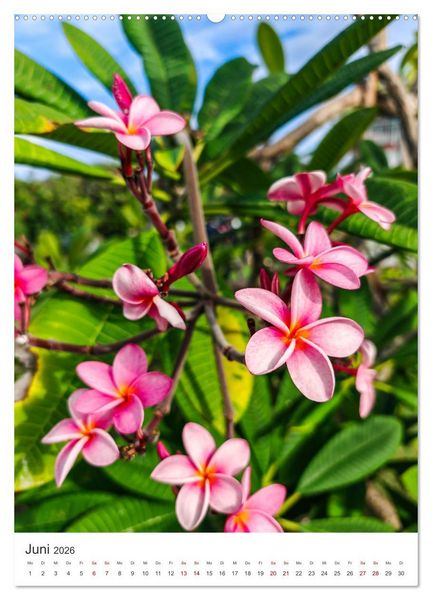 Produktbild: Guadeloupe, Insel &uuml;ber dem Winde (Wandkalender 2026 DIN A2 hoch), CALVENDO Monatskalender