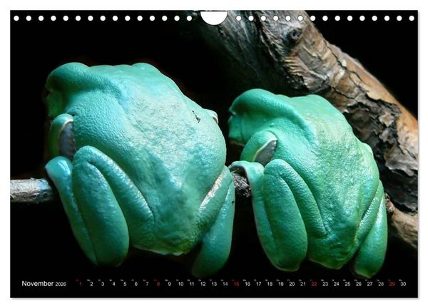 Produktbild: Regenwald &bull; Tiere im Dschungel (Wandkalender 2026 DIN A4 quer), CALVENDO Monatskalender