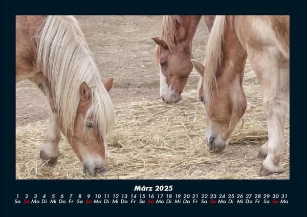 Produktbild: Welt der Pferde 2025 Fotokalender DIN A4