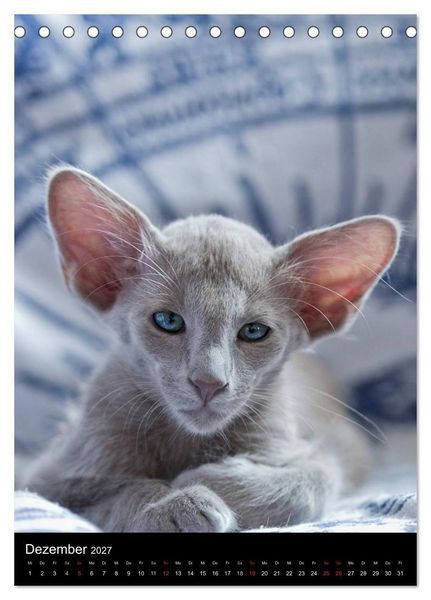 Produktbild: Orientalische Katzen 2027 (Tischkalender 2027 DIN A5 hoch), CALVENDO Monatskalender