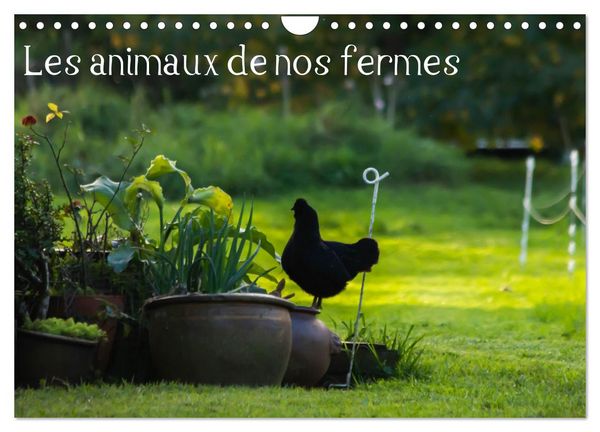 Produktbild: Les animaux de nos fermes (Calendrier mural 2026 DIN A4 vertical), CALVENDO calendrier mensuel