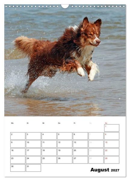 Produktbild: Australian Shepherd (Wandkalender 2027 DIN A3 hoch), CALVENDO Monatskalender