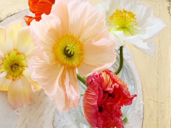 Produktbild: CALVENDO Puzzle Mohnbl&uuml;ten in der Vase | 1000 Teile Lege-Gr&ouml;&szlig;e 64x48cm Foto-Puzzle f&uuml;r gl&uuml;ckliche Stunden
