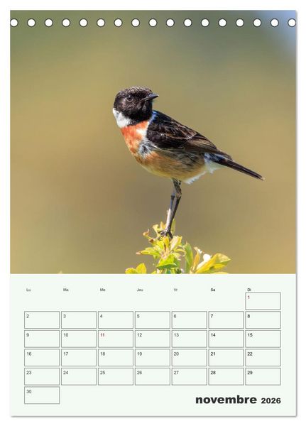 Produktbild: Voyage ornithologique (Calendrier de bureau 2026 DIN A5 horizontal), CALVENDO calendrier mensuel