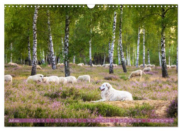 Produktbild: Romantische Heidebl&uuml;te (Wandkalender 2026 DIN A3 quer), CALVENDO Monatskalender