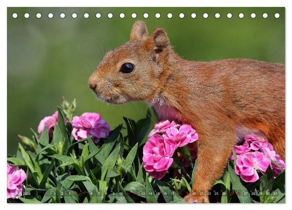 Produktbild: Eichh&ouml;rnchen in zauberhaften Posen (Tischkalender 2026 DIN A5 quer), CALVENDO Monatskalender