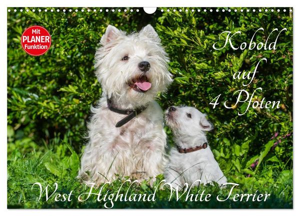 Produktbild: Kobold auf 4 Pfoten - West Highland White Terrier (Wandkalender 2026 DIN A3 quer), CALVENDO Monatskalender