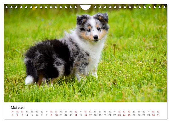 Produktbild: Shelties - Die zuckers&uuml;&szlig;en Vierbeiner. (Wandkalender 2026 DIN A4 quer), CALVENDO Monatskalender