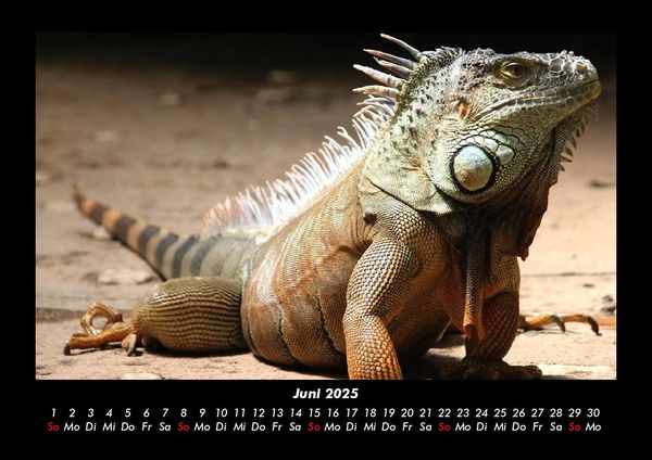 Produktbild: Welt der Tiere 2025 Fotokalender DIN A3