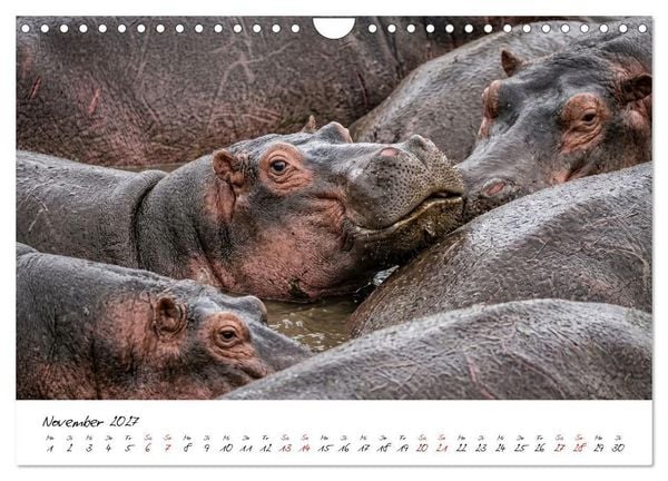 Produktbild: Better Together - Herdenmomente (Wandkalender 2027 DIN A4 quer), CALVENDO Monatskalender