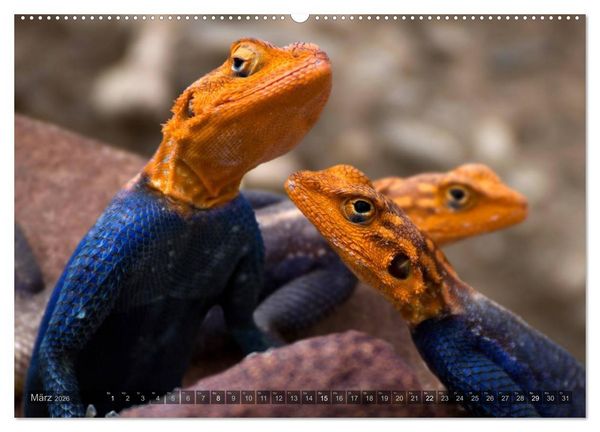 Produktbild: Namibia - Die Tierwelt (Wandkalender 2026 DIN A2 quer), CALVENDO Monatskalender
