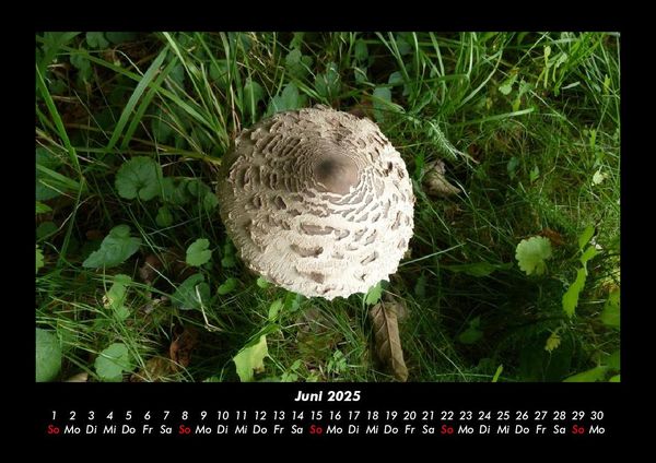 Produktbild: Pilzkalender 2025 Fotokalender DIN A3