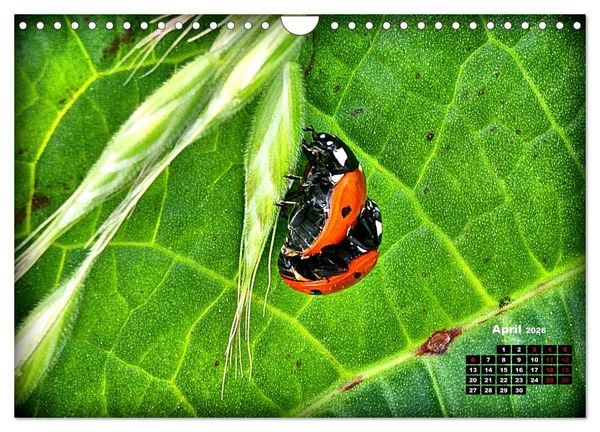 Produktbild: Viel Gl&uuml;ck! (Wandkalender 2026 DIN A4 quer), CALVENDO Monatskalender