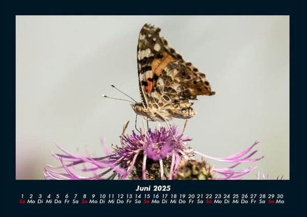 Produktbild: Bunte Pracht der Schmetterlinge 2025 Fotokalender DIN A4