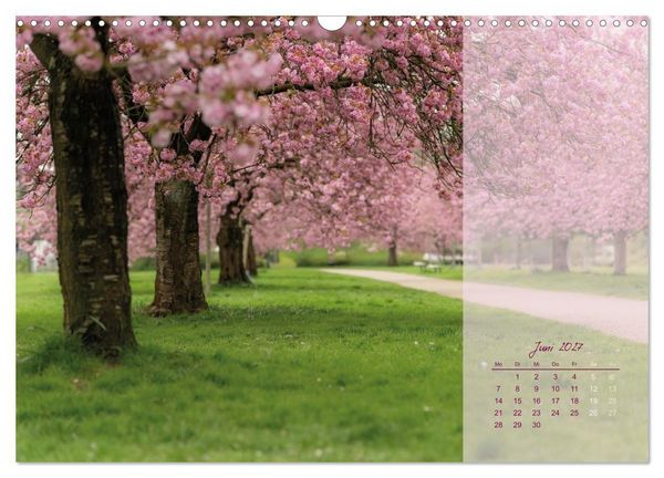 Produktbild: Pretty in Pink - Die Kirschbl&uuml;te (Wandkalender 2027 DIN A3 quer), CALVENDO Monatskalender