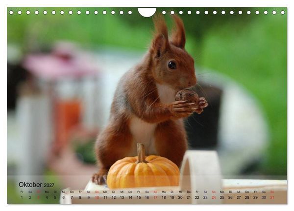 Produktbild: Spa&szlig; mit Eichh&ouml;rnchen! (Wandkalender 2027 DIN A4 quer), CALVENDO Monatskalender