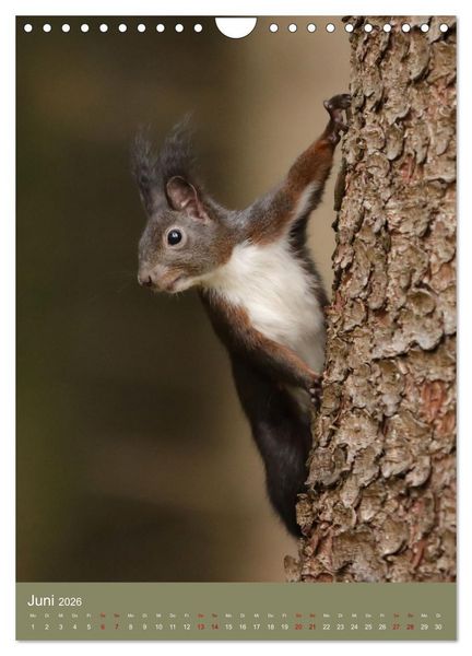 Produktbild: Eichh&ouml;rnchen - zauberhafte Waldbewohner (Wandkalender 2026 DIN A4 hoch), CALVENDO Monatskalender